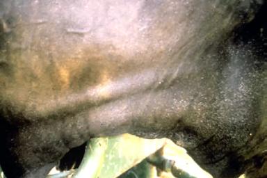 Травматический ретикулоперитонит и ретикулоперикардит у КРС