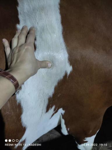 Вопросы из чатов: почему у коровы появилась шишка в области плечевой кости? 