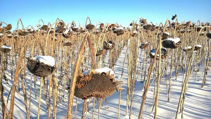 Дайджест сельскохозяйственной отрасли: Зерновая сделка возобновлена