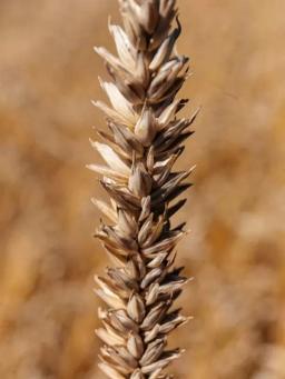 Пшеница яровая Токката