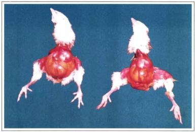 Колибактериоз птицы (колисептицемия)