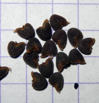 Канатник Теофраста