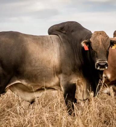 Боран – порода зебу