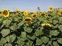 Кубанский 930 - гибрид подсолнечника ( Helianthus annuus L.)интенсивного типа.