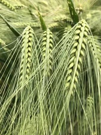 Озимый ячмень Саня