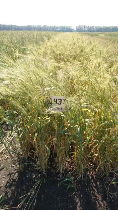 Дуэт сорт мягкой яровой пшеницы