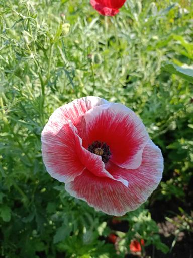 Красота декоративных маков