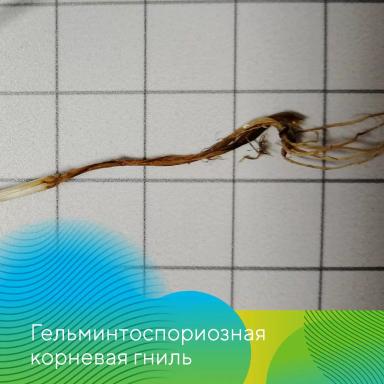 Осенний анализ семян