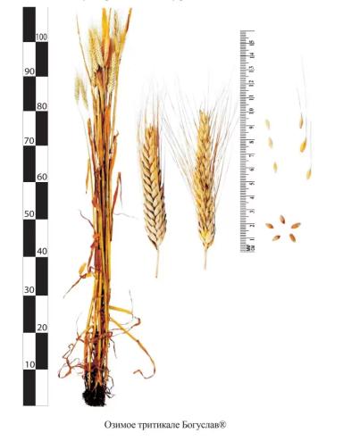 Богуслав сорт озимой тритикале