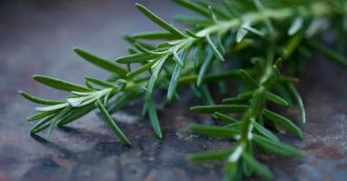 Соединение розмарина благоприятно действует на коров после отела