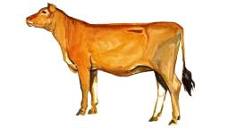 Джерсейская порода коров