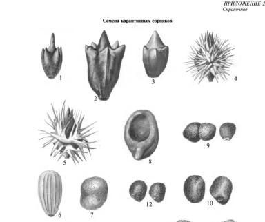 ГОСТ 12037-81 Чистота семян