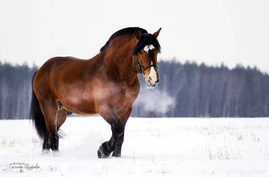Литовская тяжелоупряжная порода (литовский тяжеловоз)