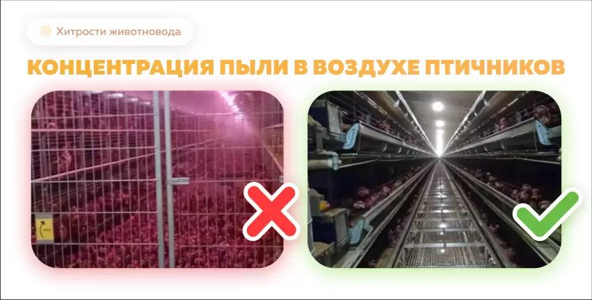 Влияние пыли на здоровье птицы