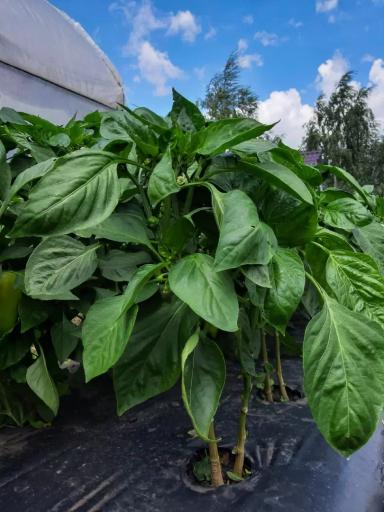 Как выращивали болгарский перец