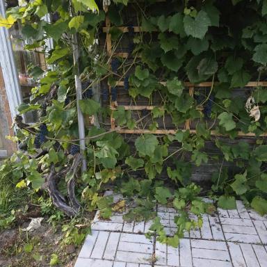 Опыт осенней омолаживающей обрезки винограда методом "на обратный рост"