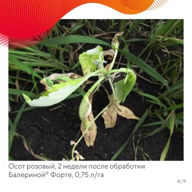 «Вредный объект? У «Августа» ответ!» – осот розовый в посевах зерновых