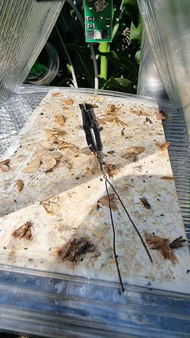 Вредители кукурузы. Мониторинг за лётом чешуекрылых.