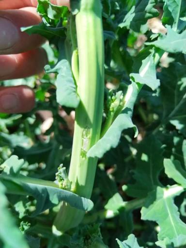 Вопросы для обсуждений: кто грызет?