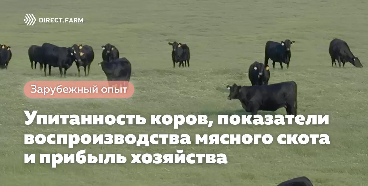 Упитанность коров, воспроизводство мясного скота и прибыль хозяйства