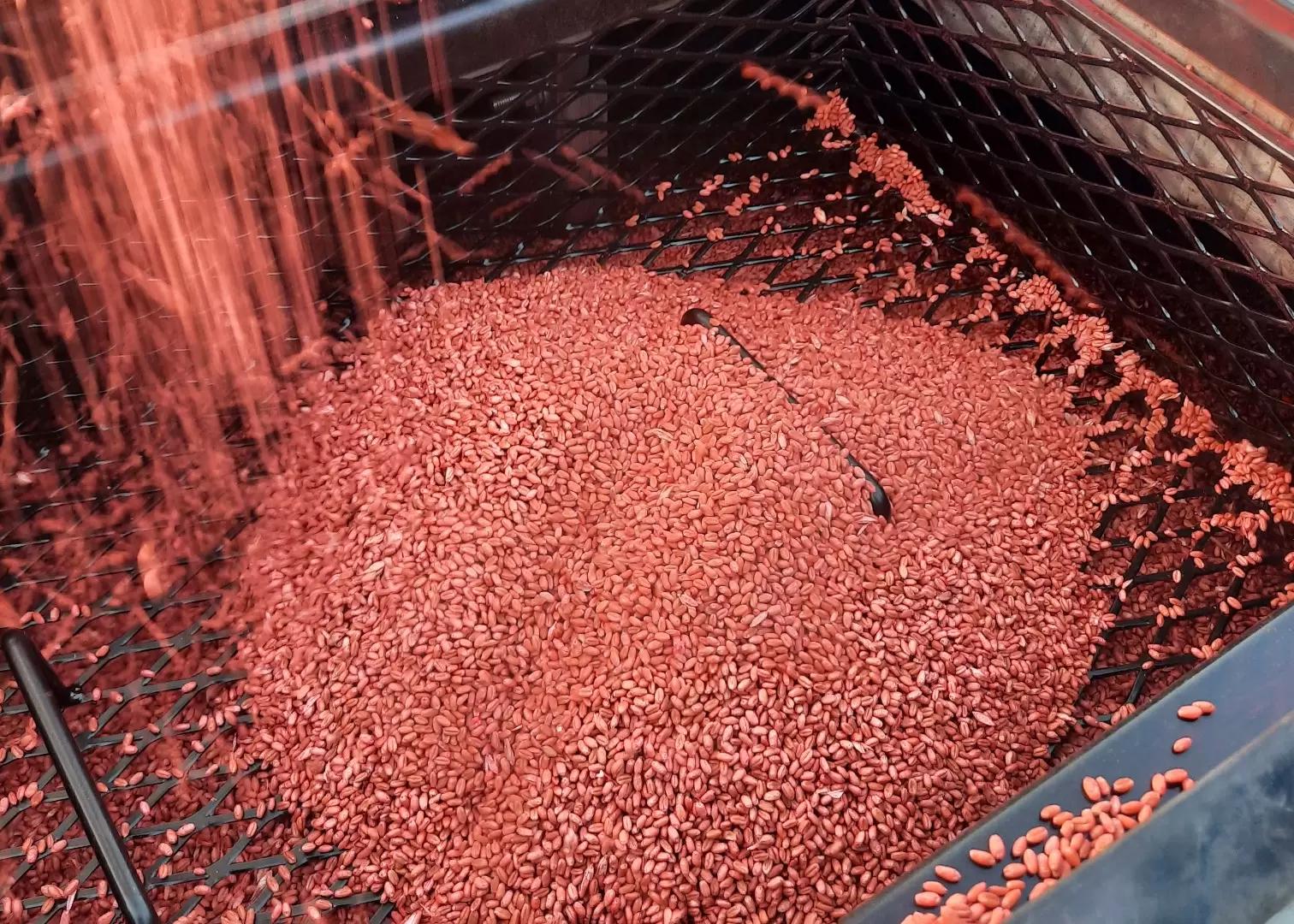 Правила протравливания семян