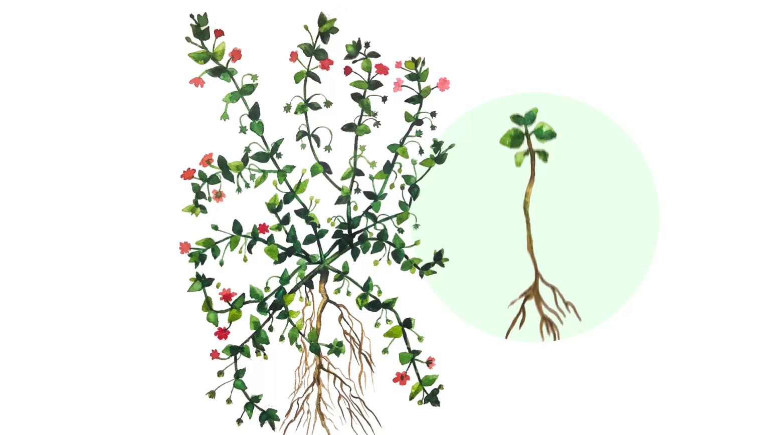 Очный цвет полевой