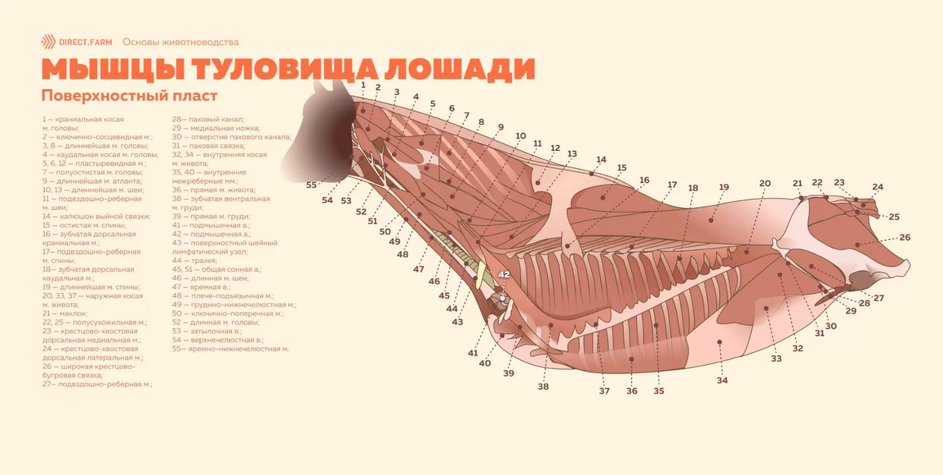 Мышцы туловища лошади