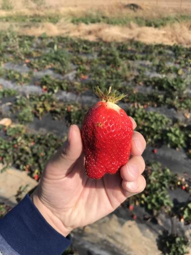 Клубника сладкая 