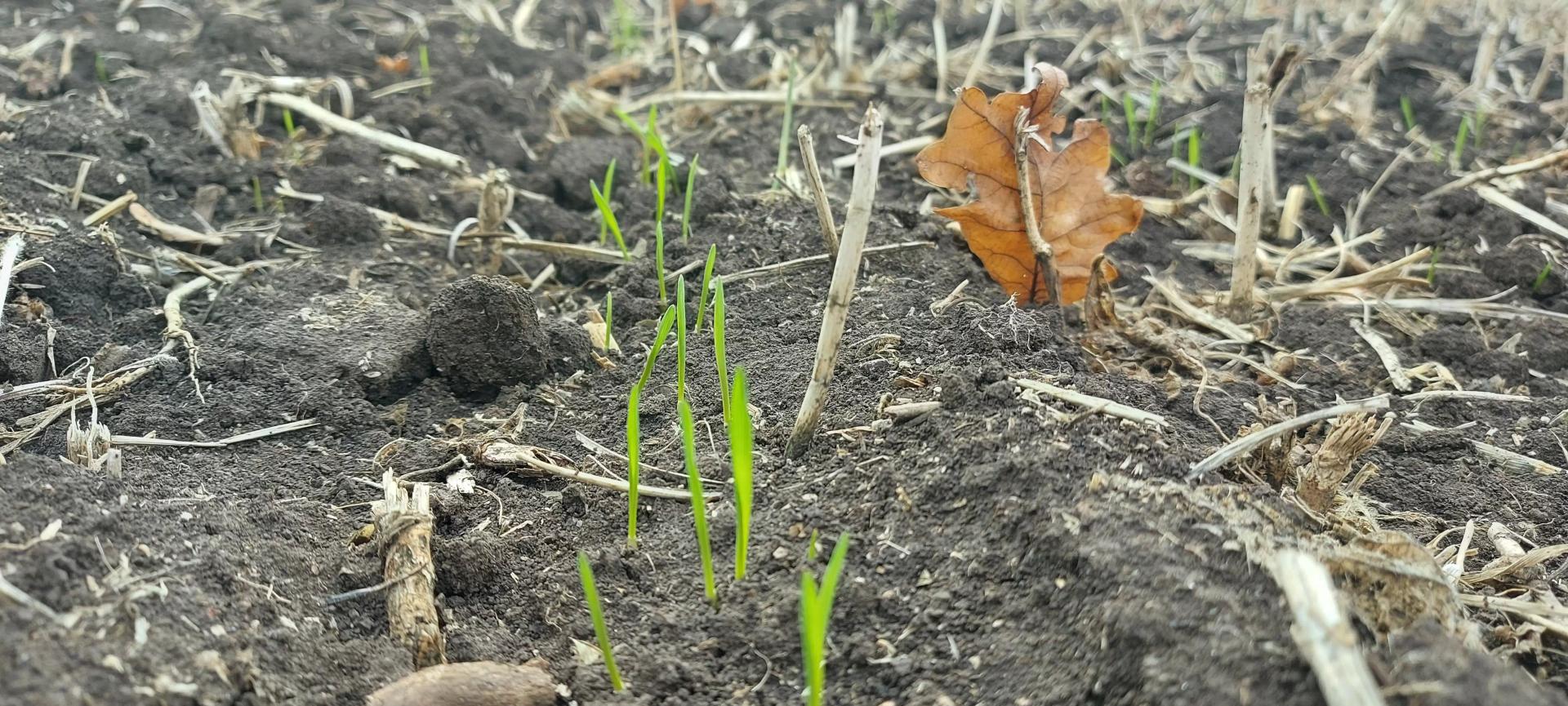 новости с полей