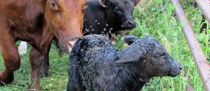 Вопросы из чатов: чем защитить коров от слепней/оводов?