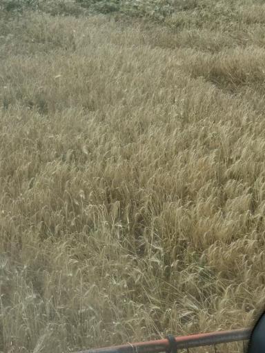 🌾 Полевой опыт: уборка завершена. Первые агрономические итоги