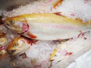Форель свежая