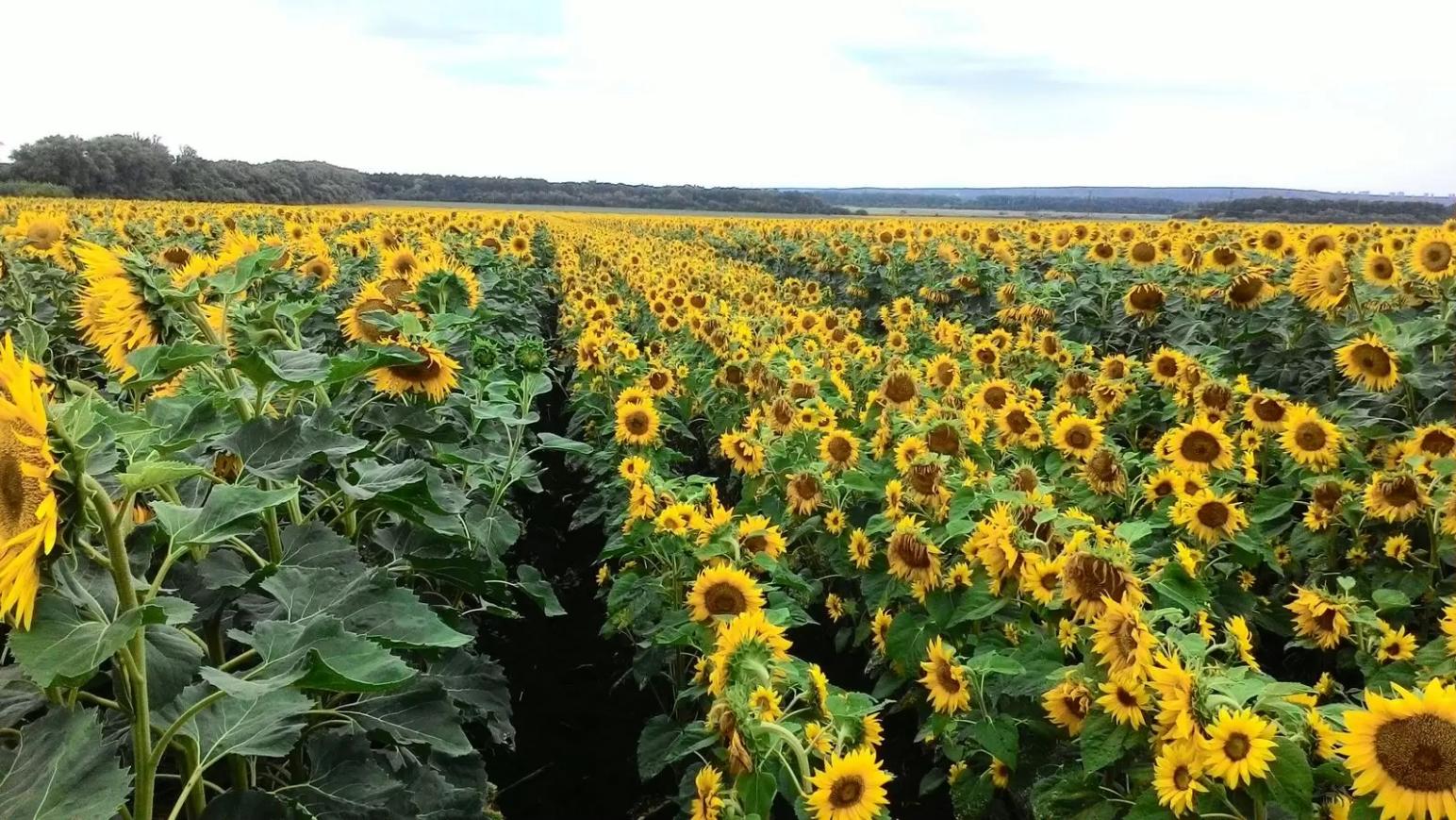 ОСОБЕННОСТИ ВОЗДЕЛЫВАНИЯ ПОДСОЛНЕЧНИКА: ОБОРУДОВАНИЕ И АГРОТЕХНОЛОГИИ.