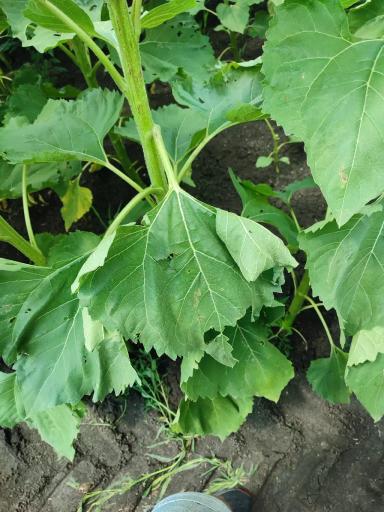 Подскажите , что происходит с подсолнечником? Почему крутит листья? 