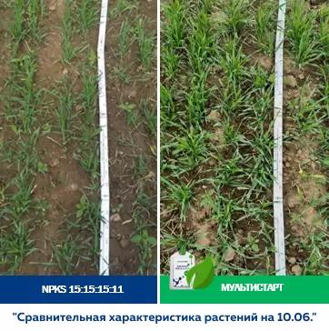 Эффективность применения биомодифицированного удобрения МультиСтарт