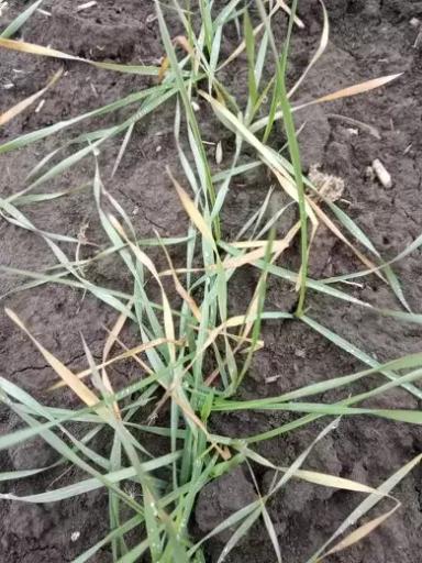 Повреждение листьев озимой  пшеницы в зимний период