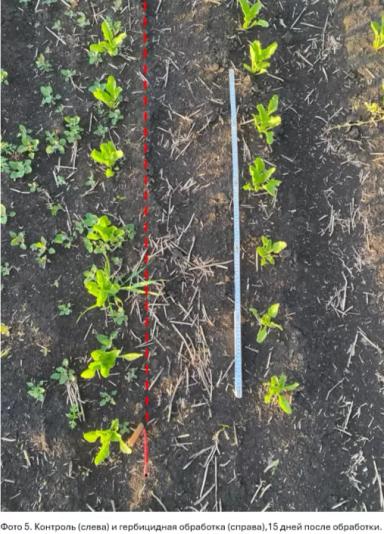 Долгосрочные инвестиции в чистоту полей по технологии КОНВИЗО® СМАРТ