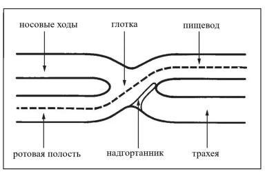 Кормление телят молочных пород. Часть 7. Выпойка слабых или больных телят