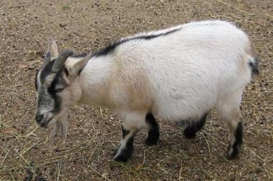 Африканский пигмей - порода коз