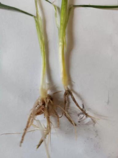 Вопросы для обсуждений: какая это фаза развития растений?