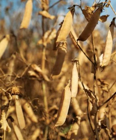 Джекпот (JACKPOT)