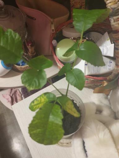 Грецкий орех.