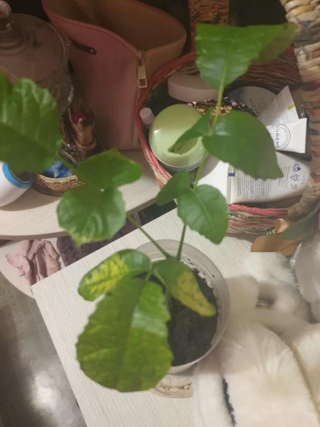 Грецкий орех.