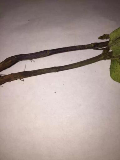 Подскажите пожалуйста, в чём причина недоразвитой корневой системы на сои