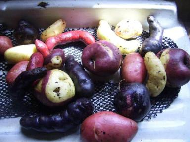 Мой друг Густаво