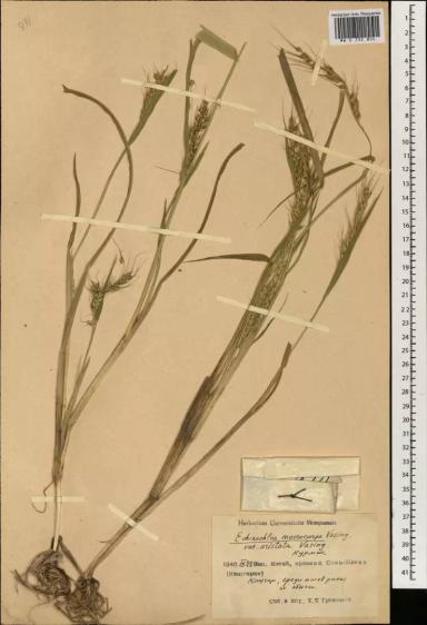 Ежовник рисовидный, просо рисовое