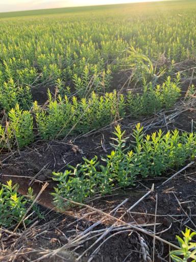 Угнетение льна