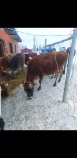 Продажа стада КРС