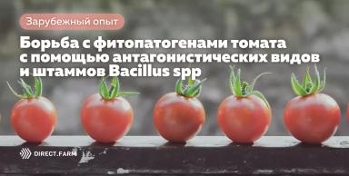 Борьба с болезнями томата с помощью Bacillus spp. Часть 1