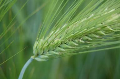 Озимый ячмень Версаль